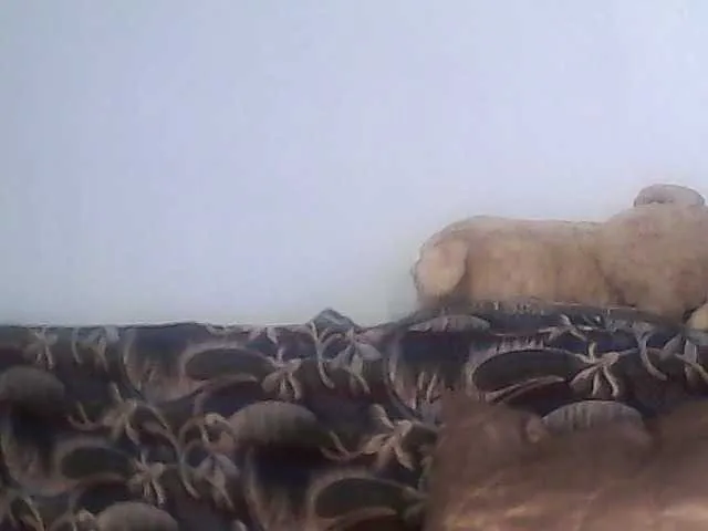 victoria71 on BongaCams