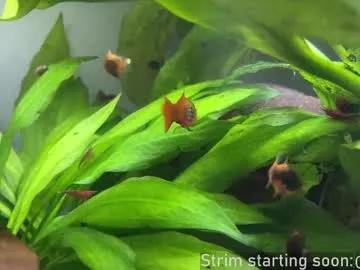 Chaturbate booker_baxton is Freechat booker_baxton — Beeswax candles are renewable energy #uncut #young #gay #bi #twink