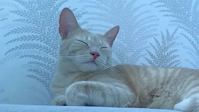 Siny_Moore — let me enjoy the vibes :)