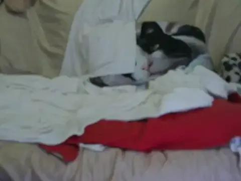 Freechat VeneRed on StripChat